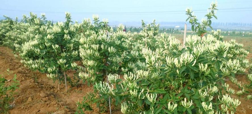 金银花种植全攻略（了解种植时间和方法）