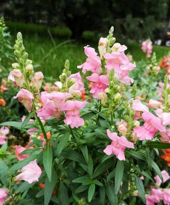 解读金鱼草的花语（花开富贵）