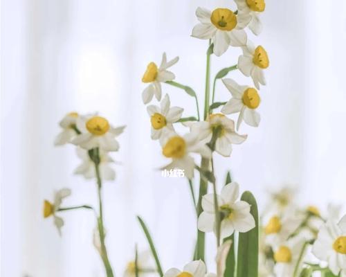 水仙花的花语和寓意及适合送给哪些人（水仙花）