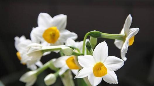 水仙花之美——花语的象征（探寻水仙花的深层意义及美丽花语）