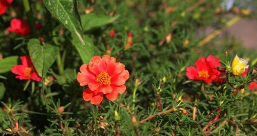 以太阳花花语的意义（探寻以太阳花的象征与美好）