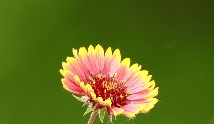 天人菊花语（品味菊花美）