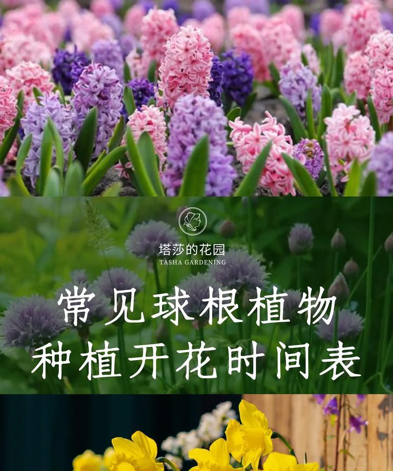 如何保存和种植盆栽百合种球（保存种球需注意的事项与种植时间）