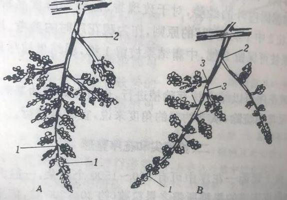 盆栽葡萄矮化修剪方法（打造小巧玲珑的盆栽葡萄花园）