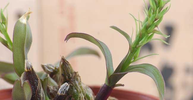 盆栽石斛的肥料选择（繁花似锦）