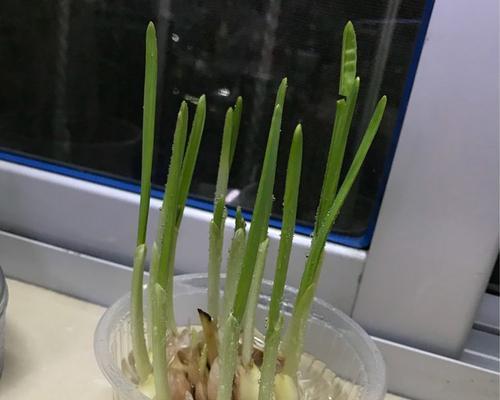 盆栽蒜苗的种植方法（打造健康营养的家庭蒜苗菜园）