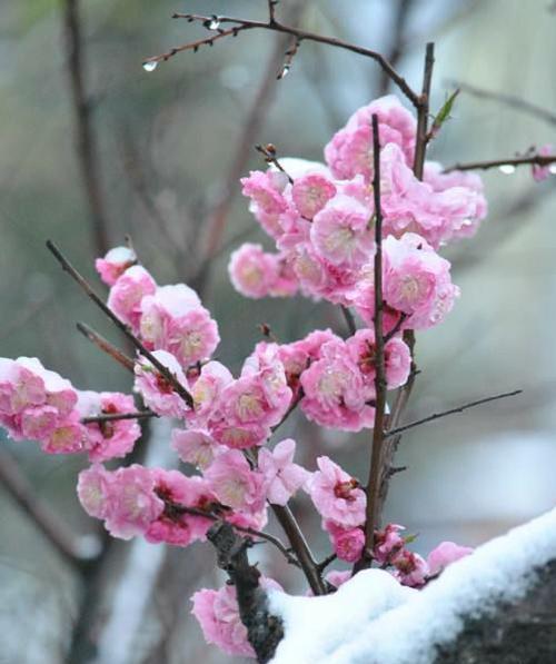 梅花的花语（傲雪凌寒）