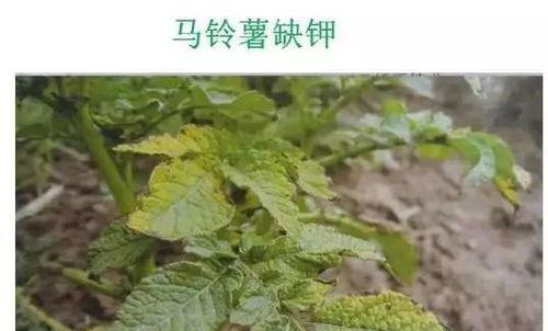 土豆种植（土豆的生长与环境因素之间的关系探讨）