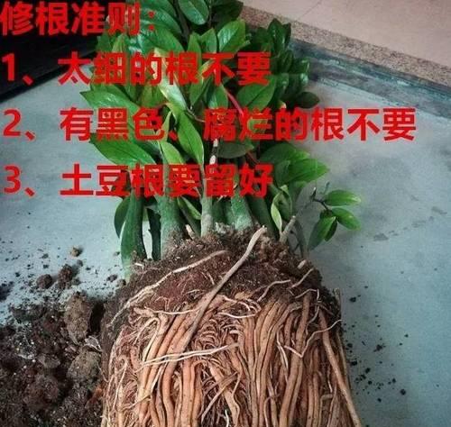 土豆是浅根系植物的特征与优势（探秘土豆的根系结构）