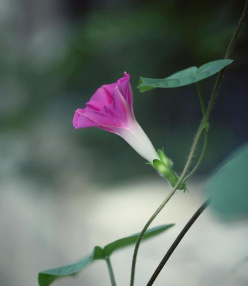 牵牛花花花语与传说之美（探索牵牛花的寓意与文化传承）