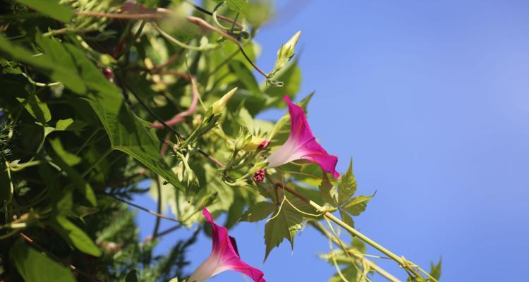 牵牛花（探索牵牛花传达的情感和意义）