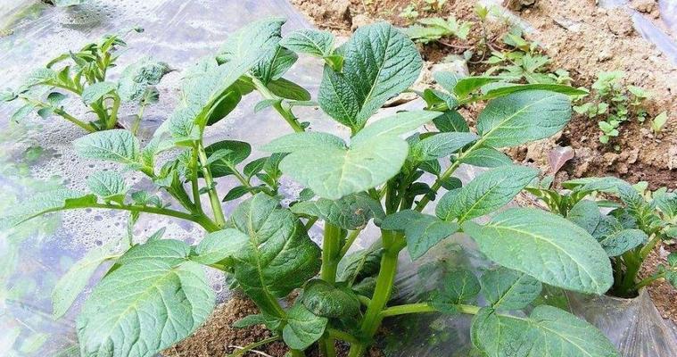 土豆是不是种子植物（种子植物的定义及土豆的分类特征）