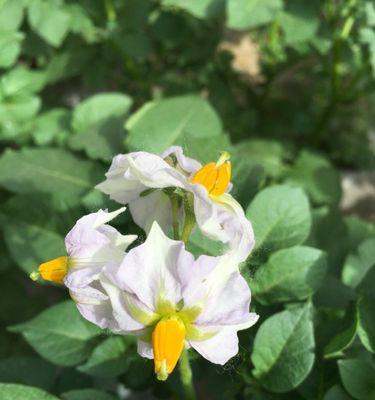 用土豆水浇花的正确方法（让你的花儿更加茁壮成长）