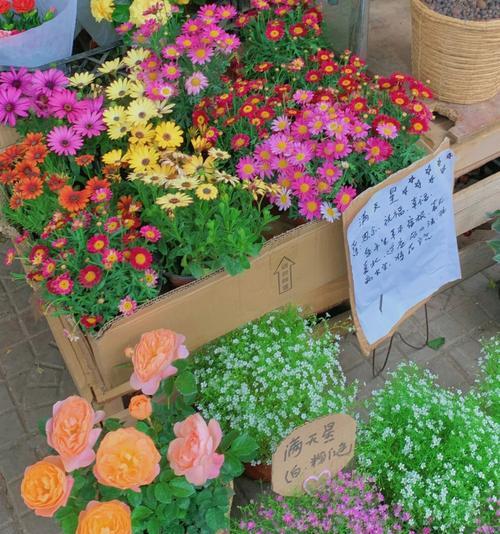 小菊花语——春日里的清新与希望（探寻小菊花语的深意与魅力）