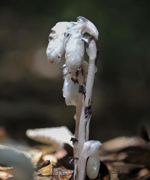 水晶兰花语（用水晶兰传达勇敢）