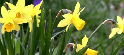 水仙花之美与寓意（探索水仙花的花语和象征意义）