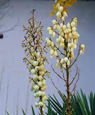 丝兰花语的深意与传承（探寻丝兰花语的起源与演变）