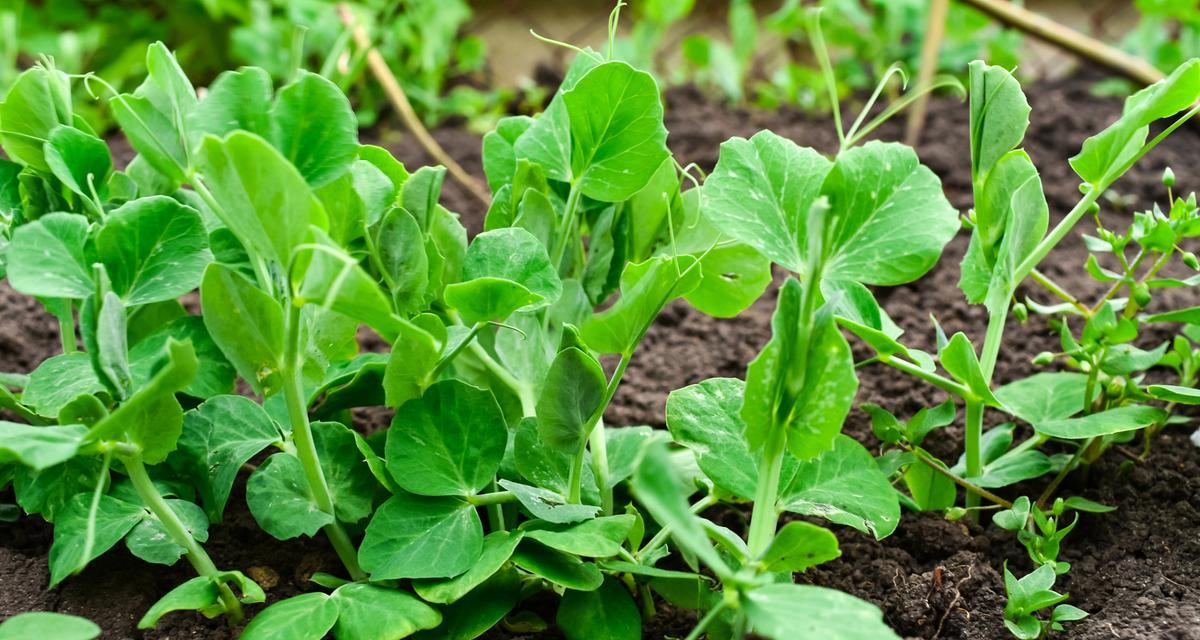 豌豆种植指南——让你轻松种出好豆子（从选地到收获）