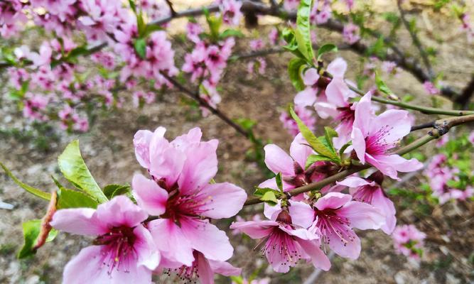 桃花花语的意义及传承（桃花的花语与人生美好的寓意）