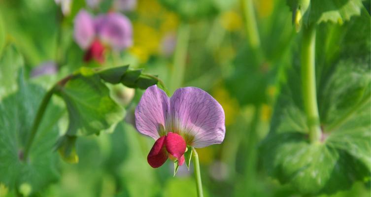 豌豆花到底是完全花吗（揭开豌豆花的“伪全”之谜）