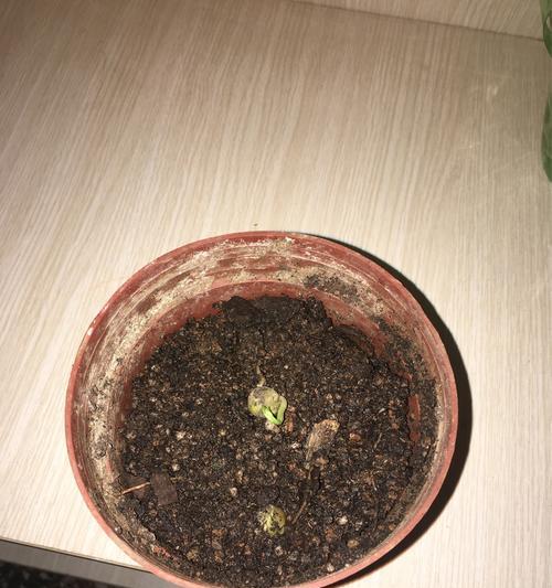 豌豆生芽的营养价值与食用方法（探秘豌豆生芽的健康益处及美食做法）