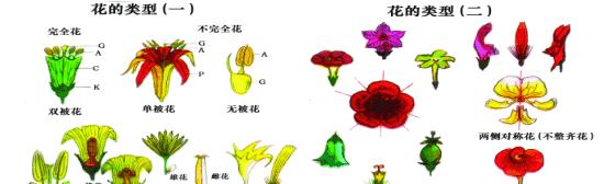 豌豆的花性别及结构解析（探究豌豆的单性花结构与特点）