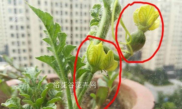 豌豆到底是不是两性花（探究豌豆的雌雄同体性别特征与生殖方式）