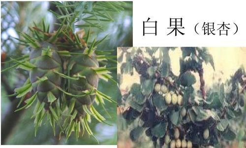 豌豆的植物分类及特征（探究豌豆的裸子植物身份）