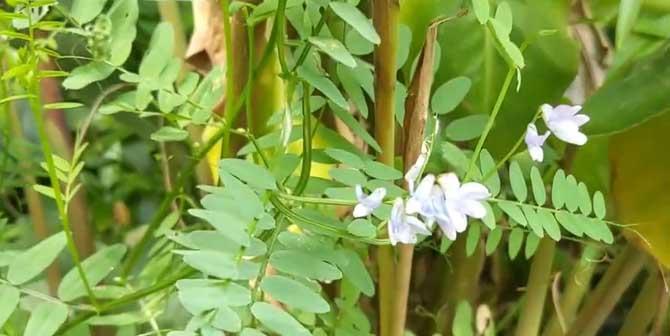 豌豆是双子叶植物吗（豌豆的特征）