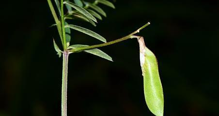 了解豌豆的分类学与生物学知识，助力种植与食用（了解豌豆的分类学与生物学知识）