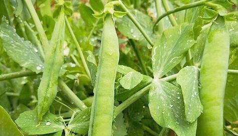 豌豆夏季种植指南（掌握这些技巧）