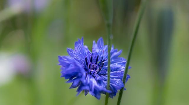 矢车菊的花语与意义（探索矢车菊花语的深层含义）