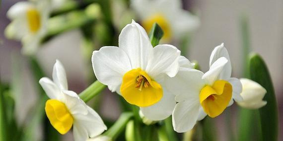 水仙花的花语与意义（揭示水仙花的花语）