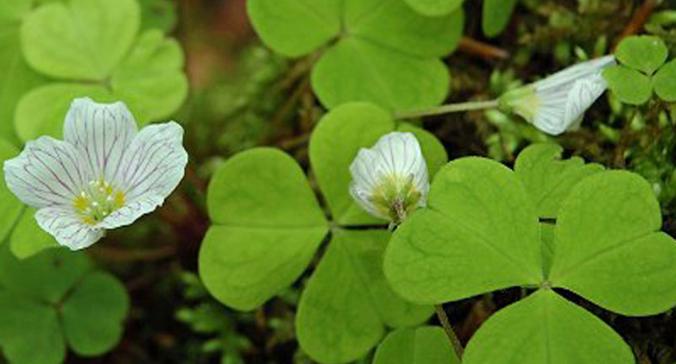 四叶草花语与幸运传说（四叶草的神奇象征与人们的追寻）