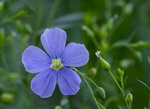 索玛花的花语及其象征意义（探索索玛花的神秘花语与美丽寓意）