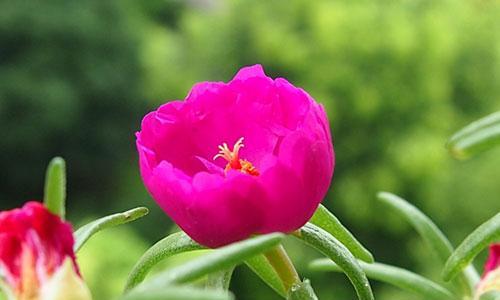 以太阳花的花语（探索以太阳花花语的含义）