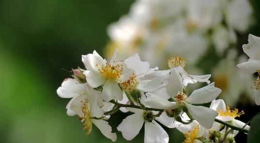 荼糜花花语大揭秘（浪漫）