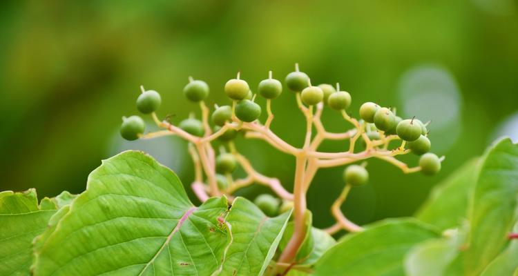 吊灯树果实的毒性及防范措施（了解吊灯树果实的危害）