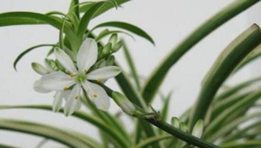 吊兰开花之美丽与神秘（探秘吊兰开花的过程和特点）