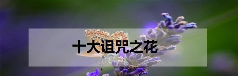 永恒的守护——以百合花为花语主题的文章（百合花的花语和象征意义）