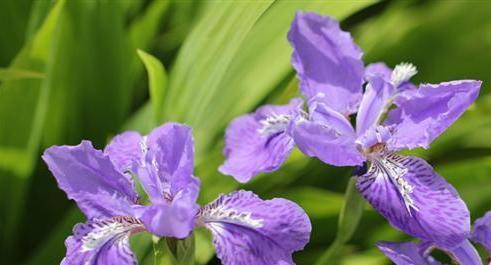 永远的承诺——以百合花的花语为主题（百合花语传递着永恒的爱与信仰）