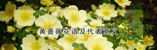 友谊长存的花语——康乃馨花的花语（用康乃馨传递永恒友谊）