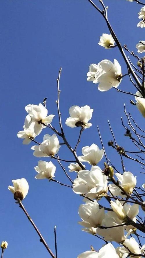 友谊长存的花语——康乃馨花的花语（用康乃馨传递永恒友谊）