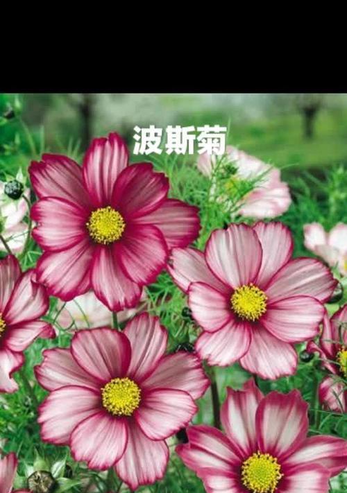 花语早日康复（以什么花的花语是早日康复）