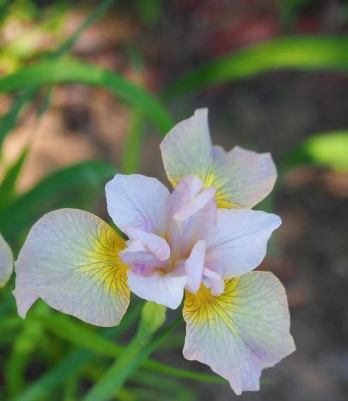 以百合花为主题的文章（真诚之花——百合花的花语）