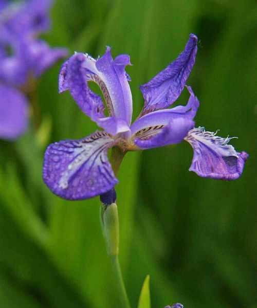 执着之花（纯洁、香醇、坚持不懈的茉莉花）