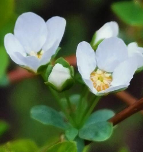 执着之花（纯洁、香醇、坚持不懈的茉莉花）