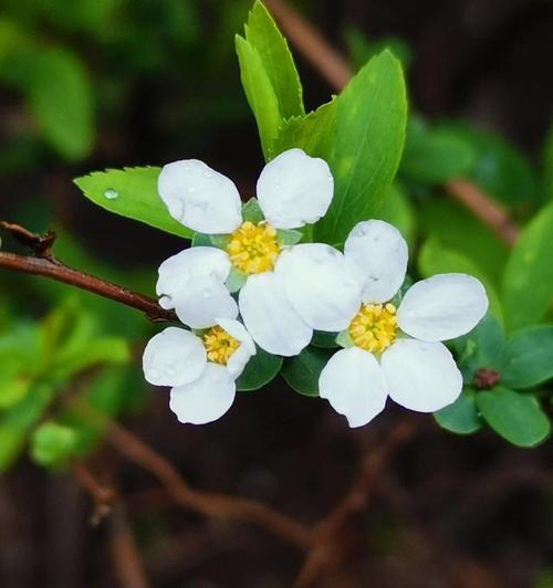 智慧之花——银杏花的花语（银杏花绽放智慧的精华）