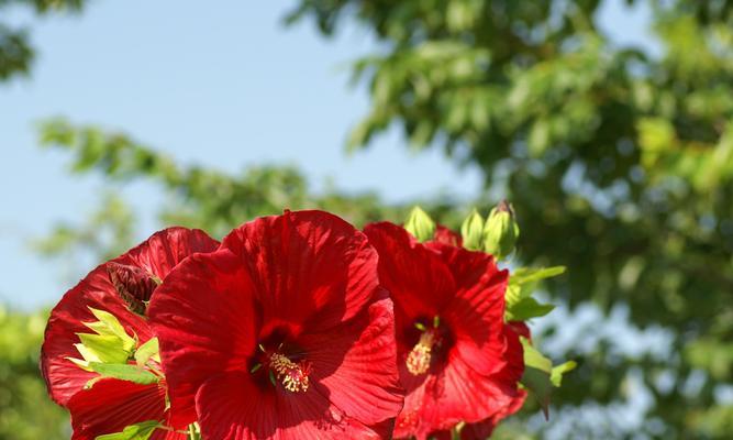 用康乃馨之花语诠释自爱自尊（自尊）