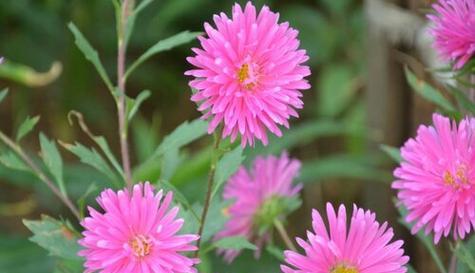 以虎掌花的花语为主题的文章（揭开自私的真面目——虎掌花花语的解读与思考）